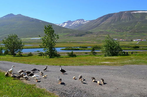 Photo 66 - Höfði Cottages