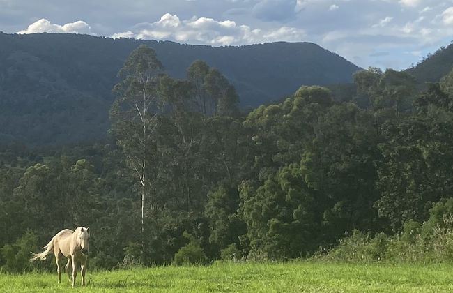 Nimbin Waterfall Retreat - Foto 40