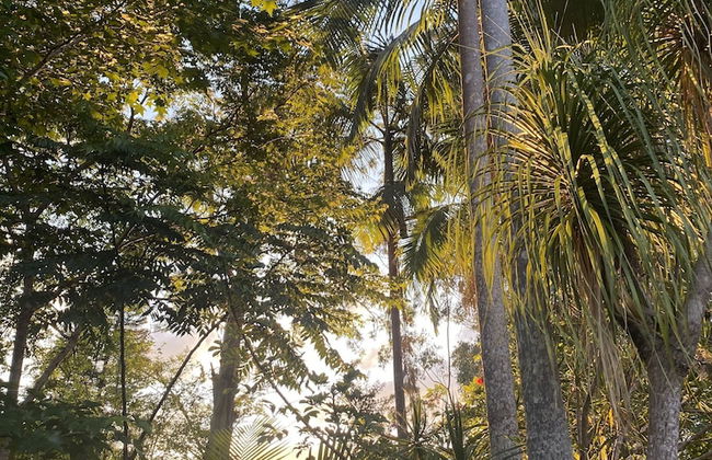 Nimbin Waterfall Retreat - Foto 41