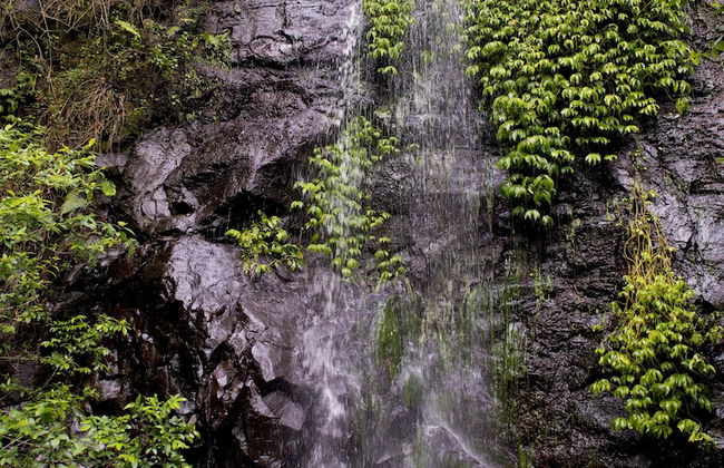 Nimbin Waterfall Retreat - Foto 35