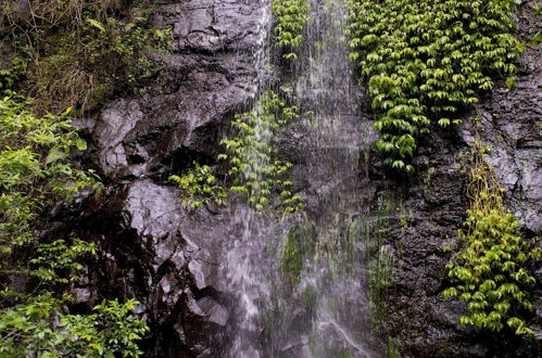 Photo 35 - Nimbin Waterfall Retreat