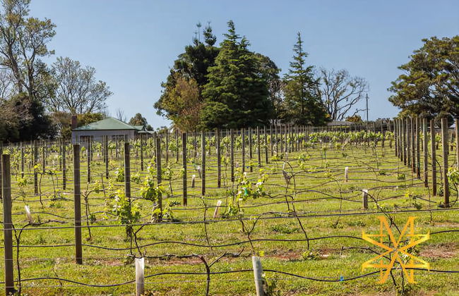 Mason Wines - Foto 12