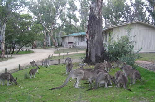 Photo 34 - Kosciuszko Tourist Park