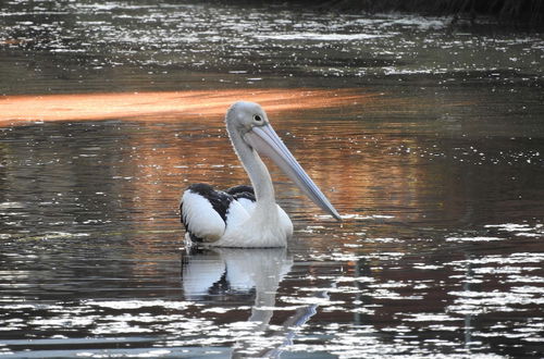 Photo 9 - Victoria Lake Holiday Park