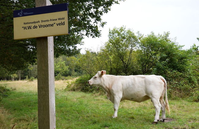 Beautiful Farmhouse in Wapse With Fenced Garden - Photo 10