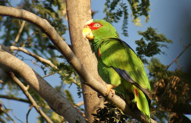 Mini Pini Birdwatching and Cenote Loft4 you Only - Foto 32
