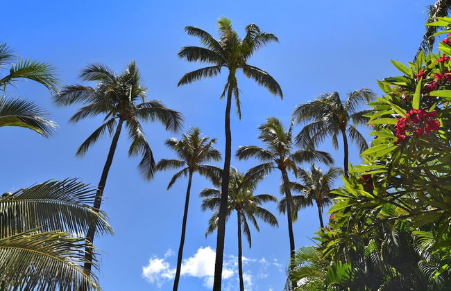 Maui Kaanapali Villas by KBM - Foto 75