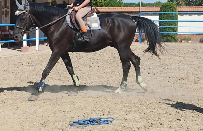 ESCUS HORSES - Photo 17