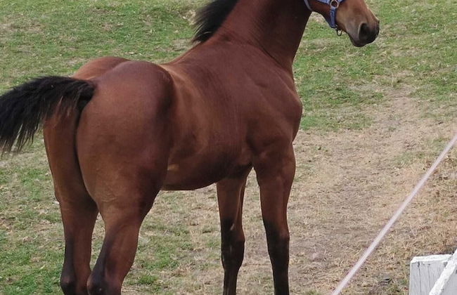 ESCUS HORSES - Photo 27