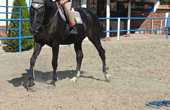 ESCUS HORSES - Photo 16