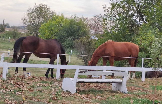 ESCUS HORSES - Photo 28