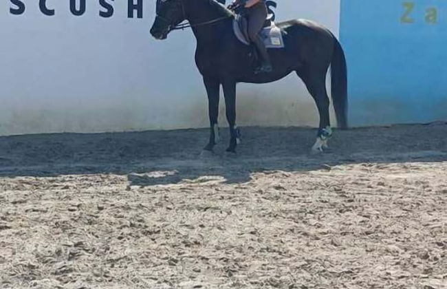ESCUS HORSES - Photo 20