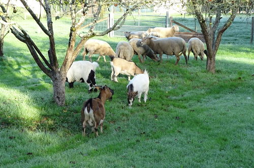 Photo 75 - Les Gîtes de Petrocoriis