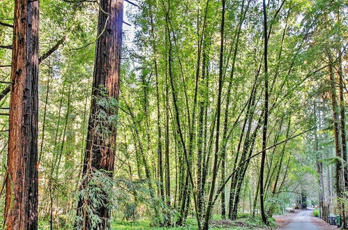 Photo 28 - Quiet Cottage w/ Redwood Forest Views & Deck