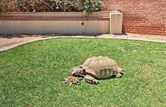 Photo 3 - Pet-friendly Tucson Casita: Shared Hot Tub & Porch