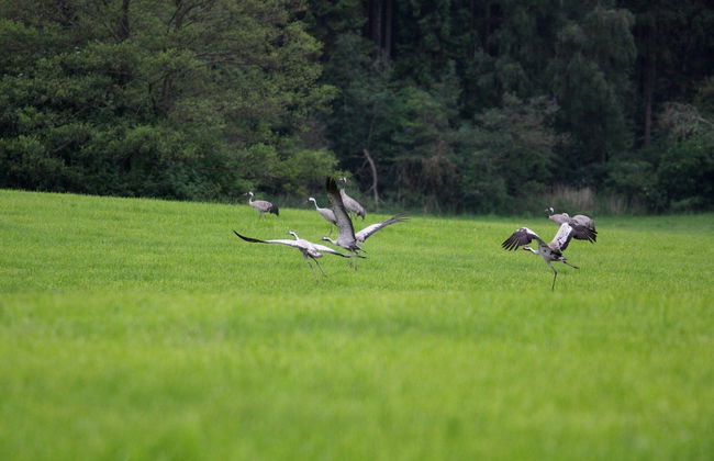 Reihenhaus Rotkehlchen in Lohmen - Foto 25