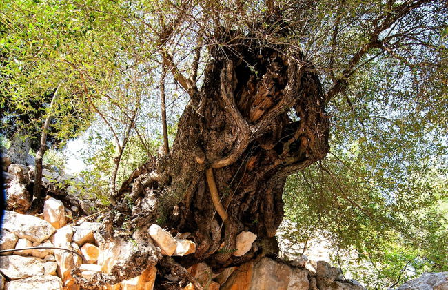 Villa Kounouvato Ithaca - Foto 40
