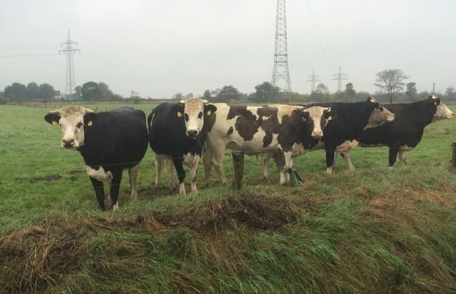 Holiday Apartment Ebbe - Foto 12