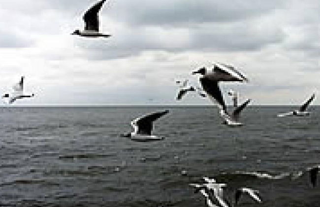 North Sea Holiday House Wellmeyer - Foto 10