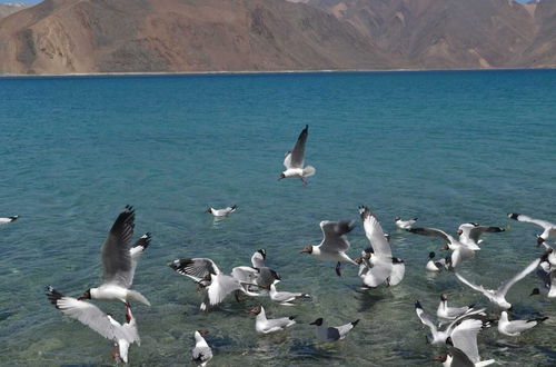 Photo 55 - Pangong Heritage Resort