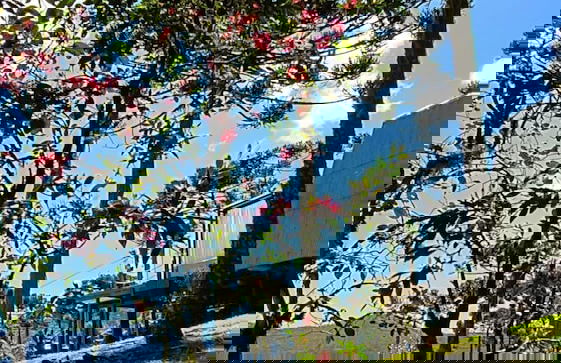 Chalé Diamante Negro - Urubici - SC - Foto 52