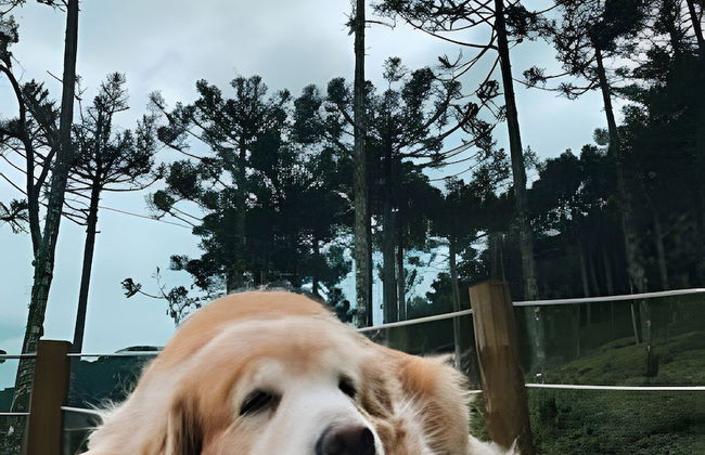 Chalé Diamante Negro - Urubici - SC - Foto 27