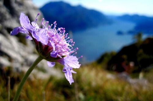 Photo 19 - Menaggio Fronte Lago