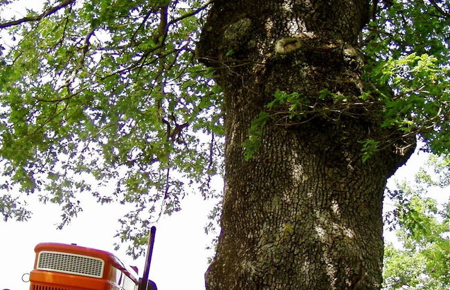 Antico Silbule - Foto 31