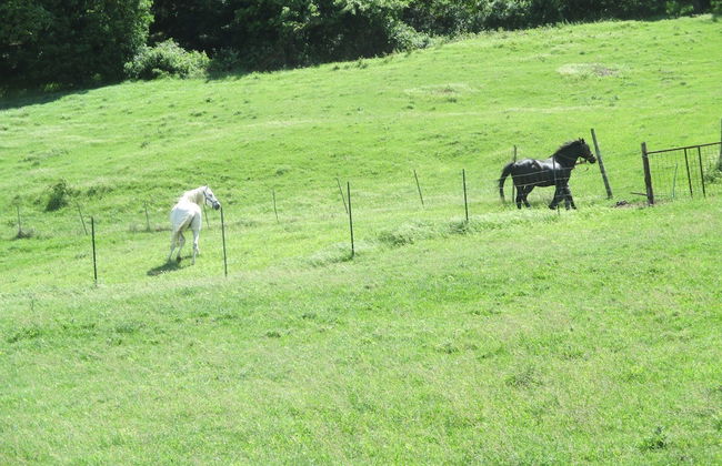 Masseria Salecchia - Foto 41
