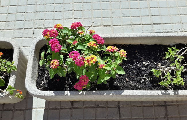 Butterfly Accommodation - Foto 24