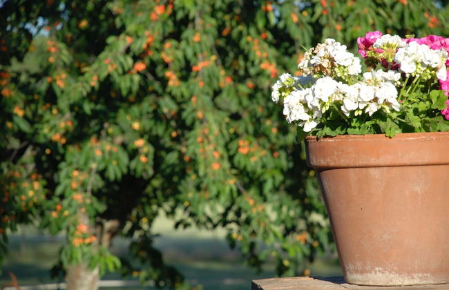 Silence and Relaxation in Countryside of Umbria - Foto 18