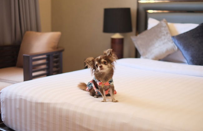 Grand Mercure Bangkok Asoke Residence - Foto 75