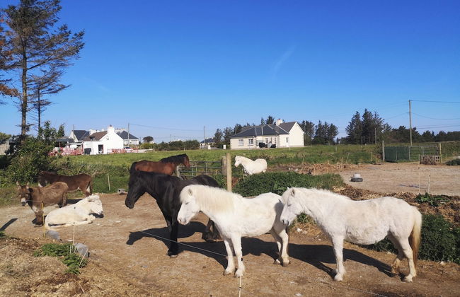 Nature Retreat - Sleeps 4 & Wild Ponies - Foto 10