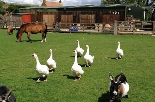 Photo 19 - Skipbridge Farm Cottages