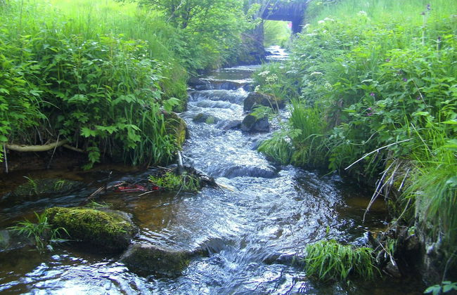 Ferienhaus, Schwarzwald - Foto 39