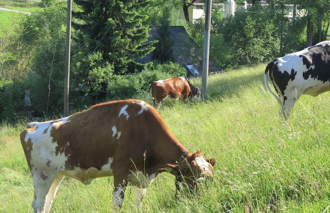 Ferienhaus, Schwarzwald - Foto 26