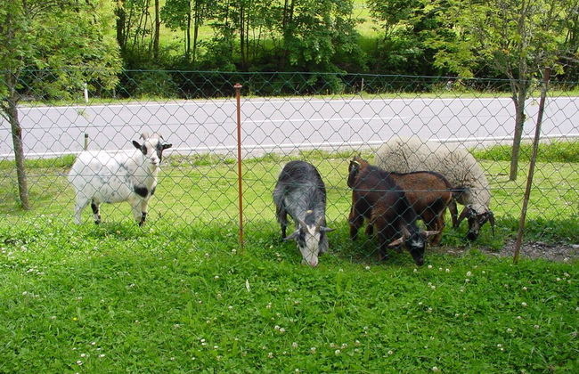 Schattaugut - Foto 17