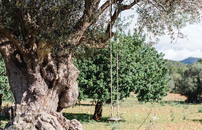 Finca Es Cabas - Foto 52