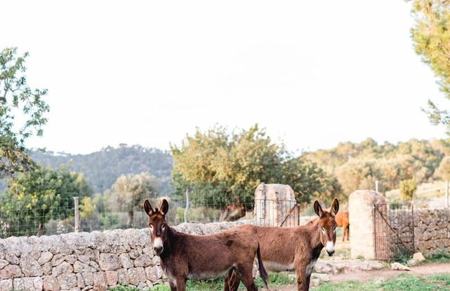 Finca Es Cabas - Foto 56