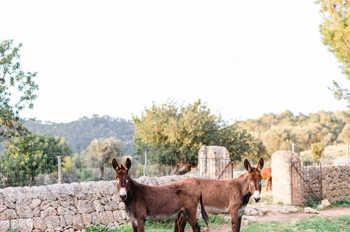 Foto 56 - Finca Es Cabas