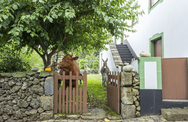 Quinta do Martelo - Foto 43