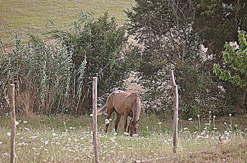 Photo 25 - Agriturismo Yes Boss