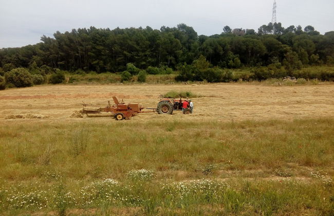 Can Barnosell - Els Masos d'en Coll - Foto 36