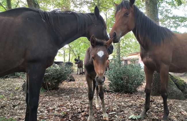 Tenuta Monte La Guardia - Cascate Naturali - Photo 115