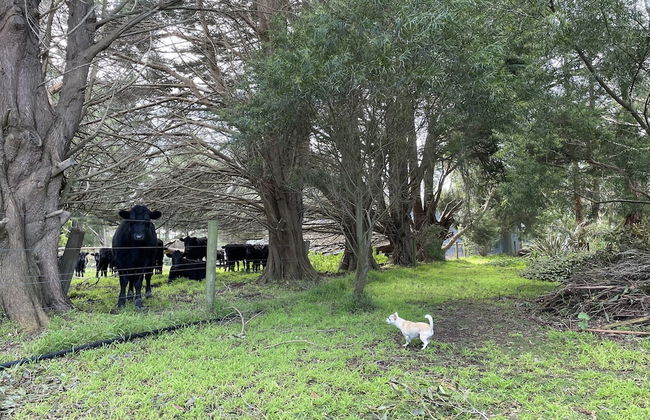 Tindoona Cottages - Foto 37