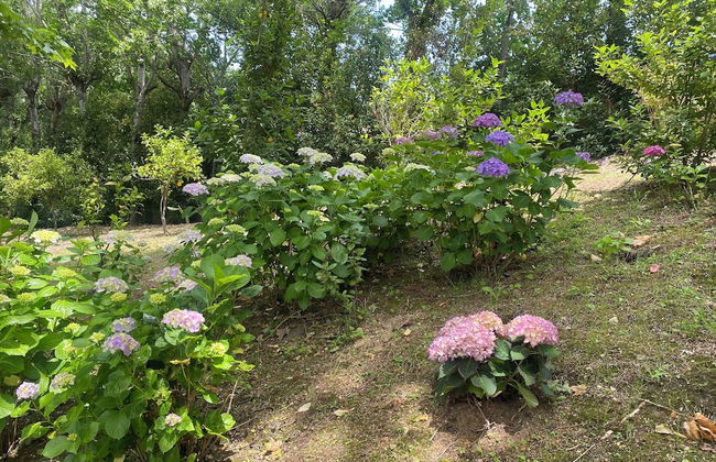 Lovely 1-bed Apartment in Santa Cruz do Douro - Foto 25