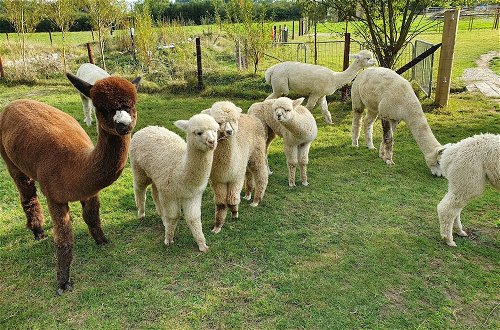 Photo 65 - Dartmoor Reach Alpaca Farm
