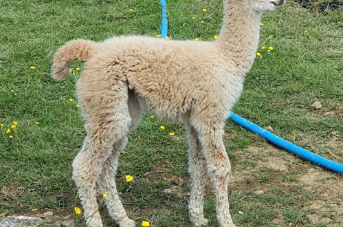 Foto 67 - Double Decker Bus on an Alpaca Farm Sleeps 8