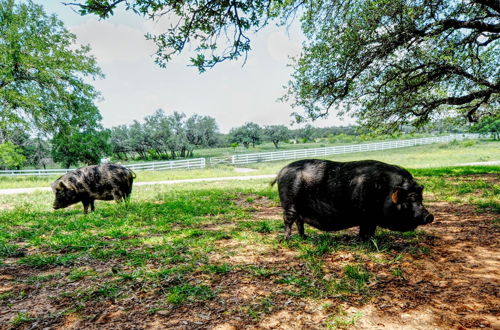 Photo 22 - Spicewood Ranch Cabin w/ Deck, Barn Access