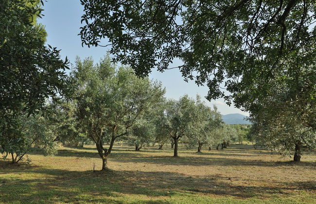 Olives and Vines all Season Villa - Foto 39